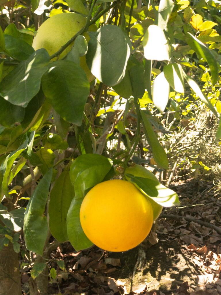 Huerto Limones Entre Spinos